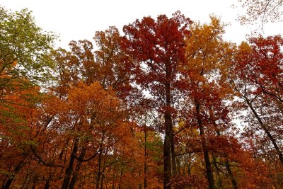 Fall Stand