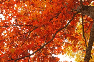 Oak in Orange