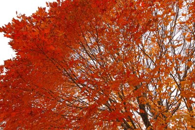 Orange Wave