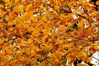 Leaf it Be