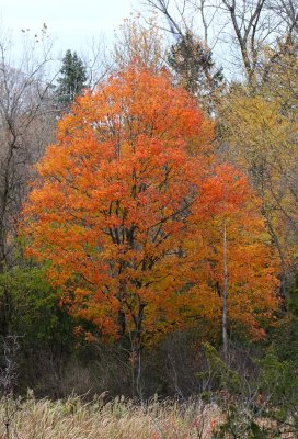 Orange Along the Edge