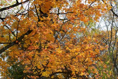 Only in Autumn