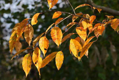 Last Leaves