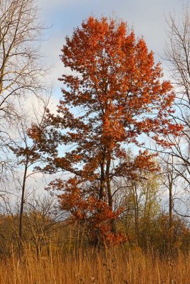 IN Autumn's Light
