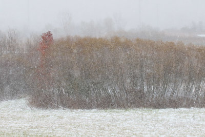 Obscured by Snow