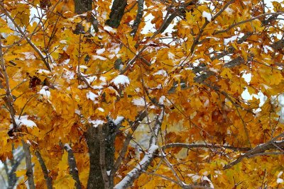 Fall and Winter