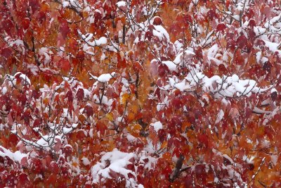 A Touch of Winter