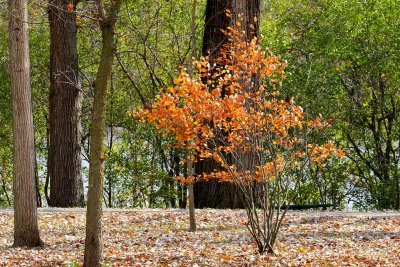 Small Fall