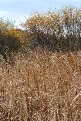 Fen Fall