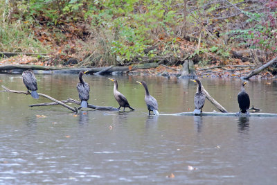 Couple of Cormorants