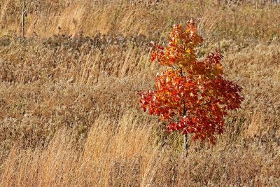 Fall on the Prairie