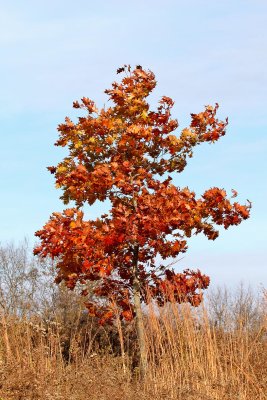 Fall Finale