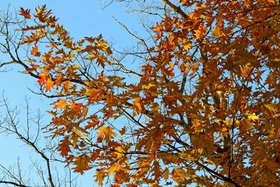 Captured by Autumn