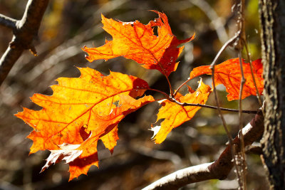 Oak Lights