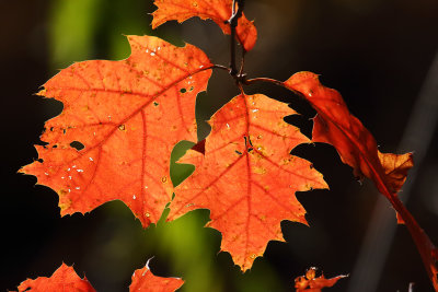 Last to Fall