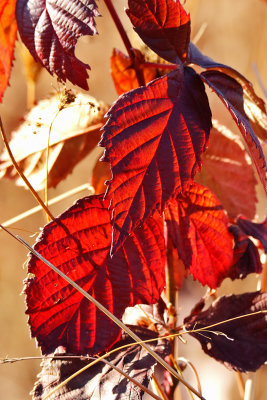 Always in Autumn