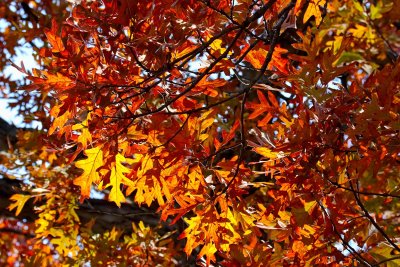 November Oak