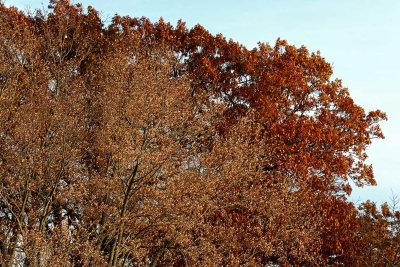 Shades of Fall