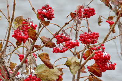 Cold Berries