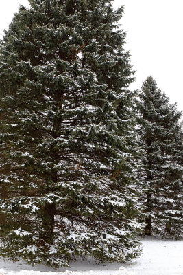 Season for Snow