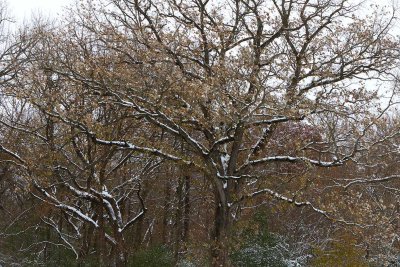 White Branches