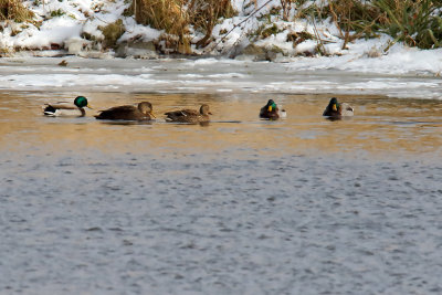 Hanging with the Mallards