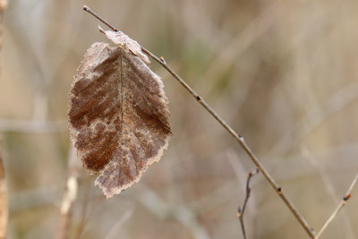 Lone Leaf