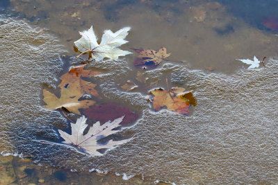 Leaves in the Lake