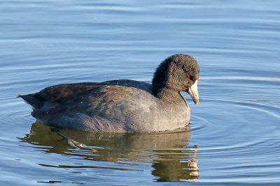 Concentarting Coot