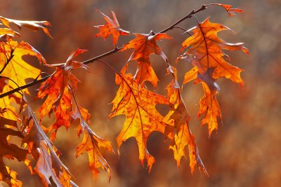 Still Showing Off Fall