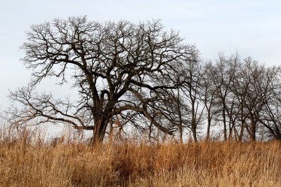 Empty Oak