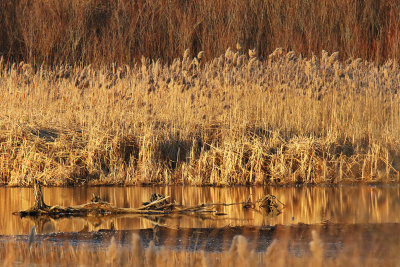 Wetland Along the Creek