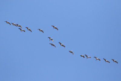 Cranes on the Move