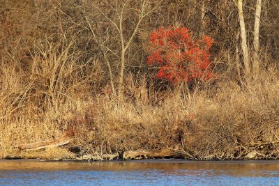 Trees Along the Shore