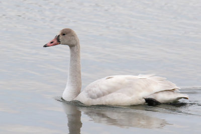 Elegance on the Lake