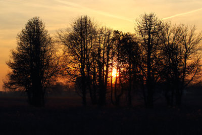 Splitting the Trees