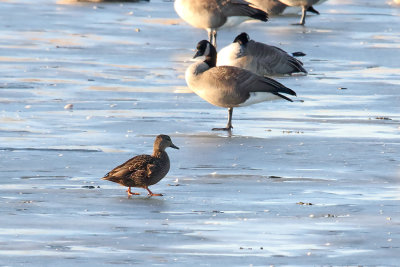 Walking on Thin Ice