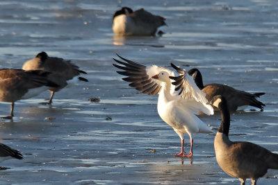 Flapping at the Breeze