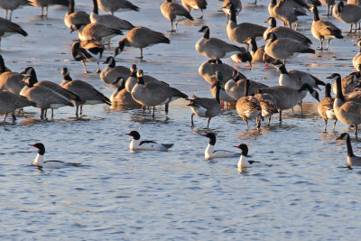 Mingling Mergansers