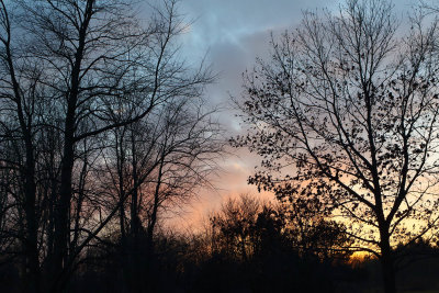 Sunset on a Forest