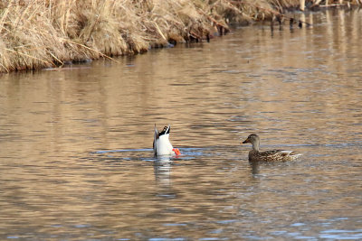 Duck Derriere