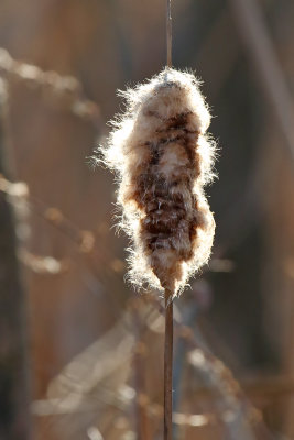 Clinging to a Cattail