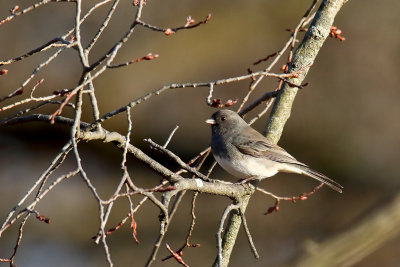 Snowbird But No Snow