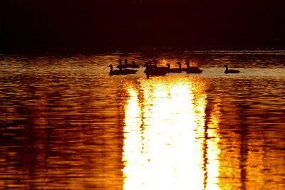 Sunset Geese