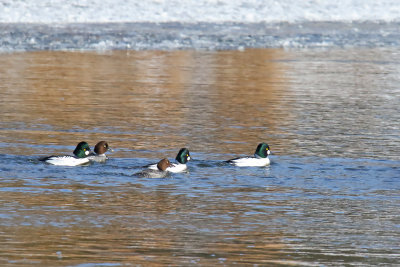 Winter Ducks