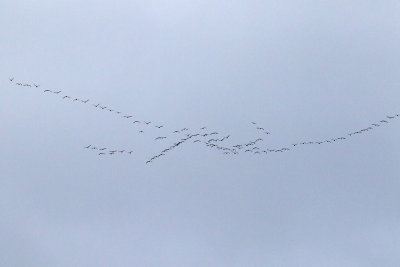 Converging Flocks