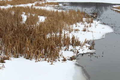 Frozen Wetland