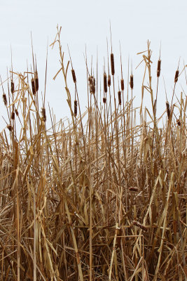 Contained Cattails