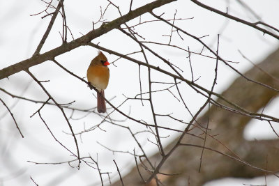 Cardinal on a Couch