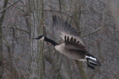 Flight Through the Forest